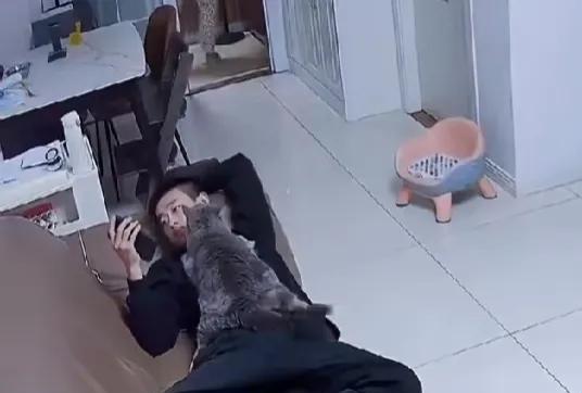男子躺在床上看手机，猫咪趴在他身上看他玩手机，看的昏昏欲睡，就这样一直趴了半个多