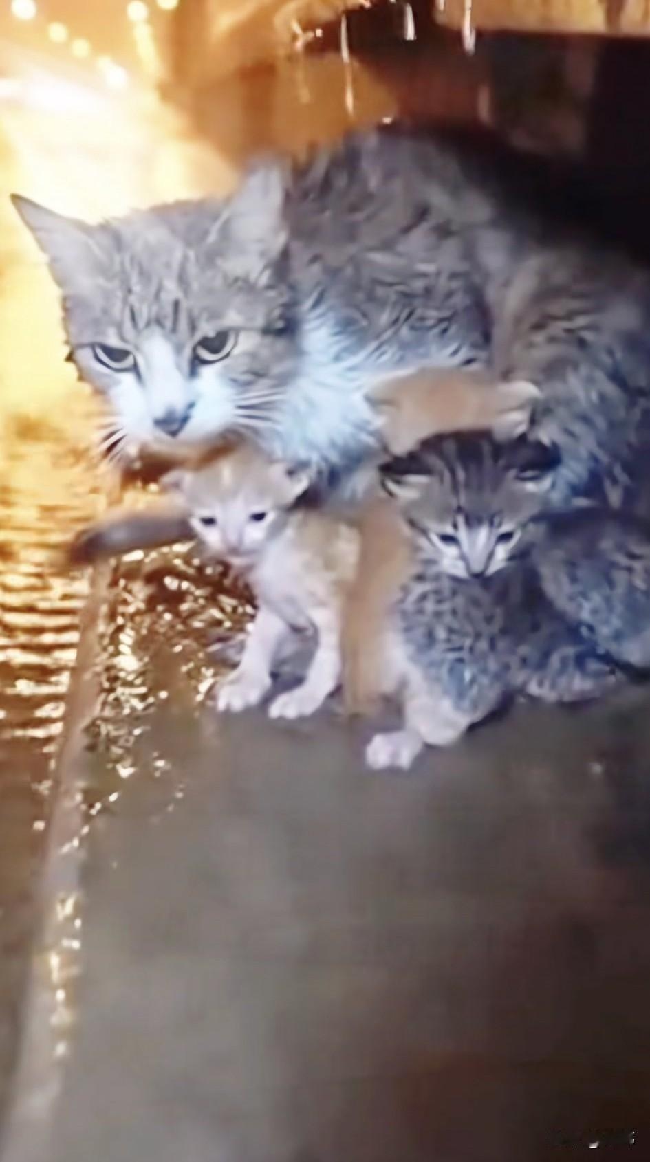 太可怜了！一个雨夜，一位小姐姐撑着雨伞回家，当她走在一条小路上的时候，看到非常凄
