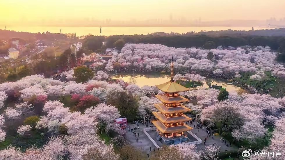 武汉樱花武汉全市樱花种植总量超50万株，拥有221个赏樱点位、45条樱花景观廊道