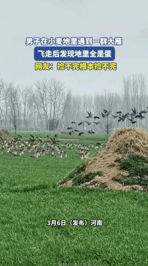 男子在麦地里，发现了乌压压的一群大雁，等它们飞走后，男子发现地里有东西，走近仔细
