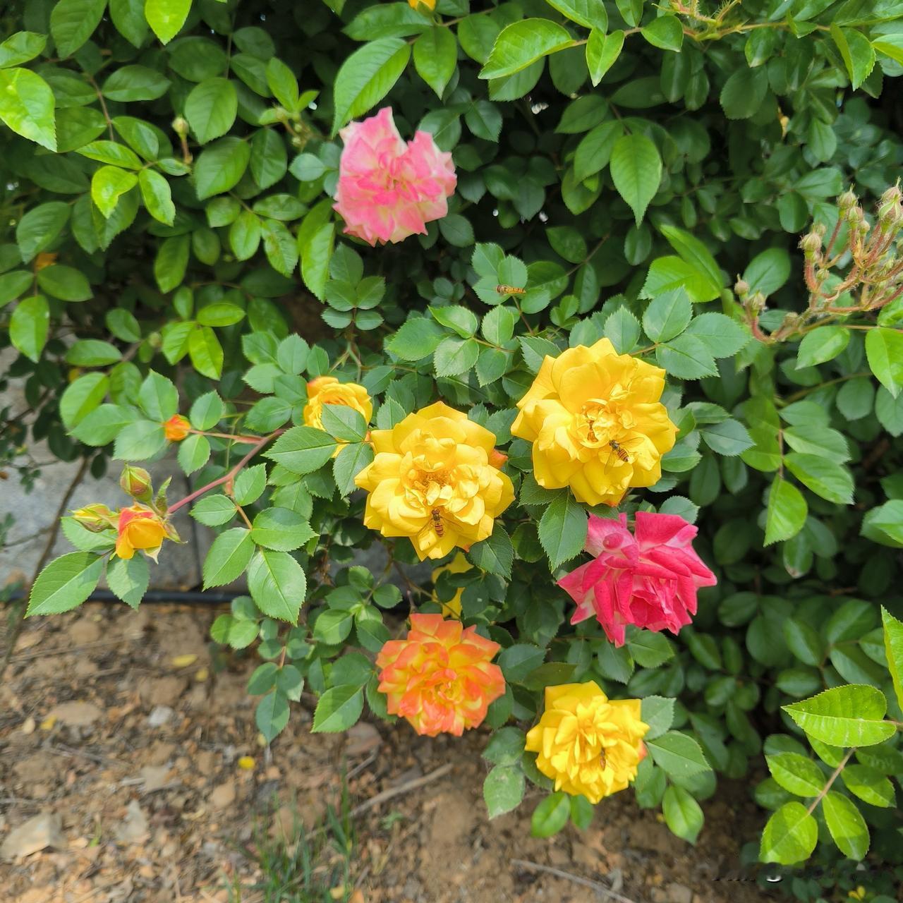 没想到啊，关于退休，同学们比我想得开这段时间突然很想念同学们，于是联系了几位