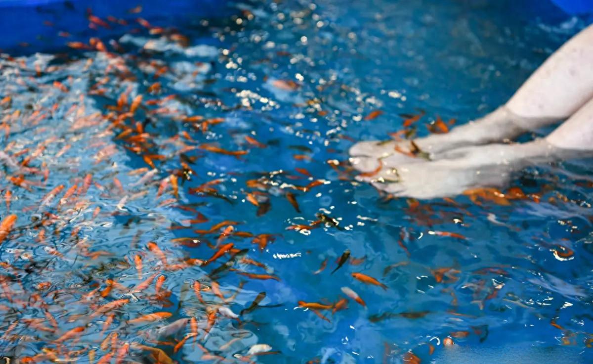 温泉鱼有多恐怖？吃脚皮只是在麻痹你，整条鱼进去只剩骨架。不少人第一次做鱼疗时