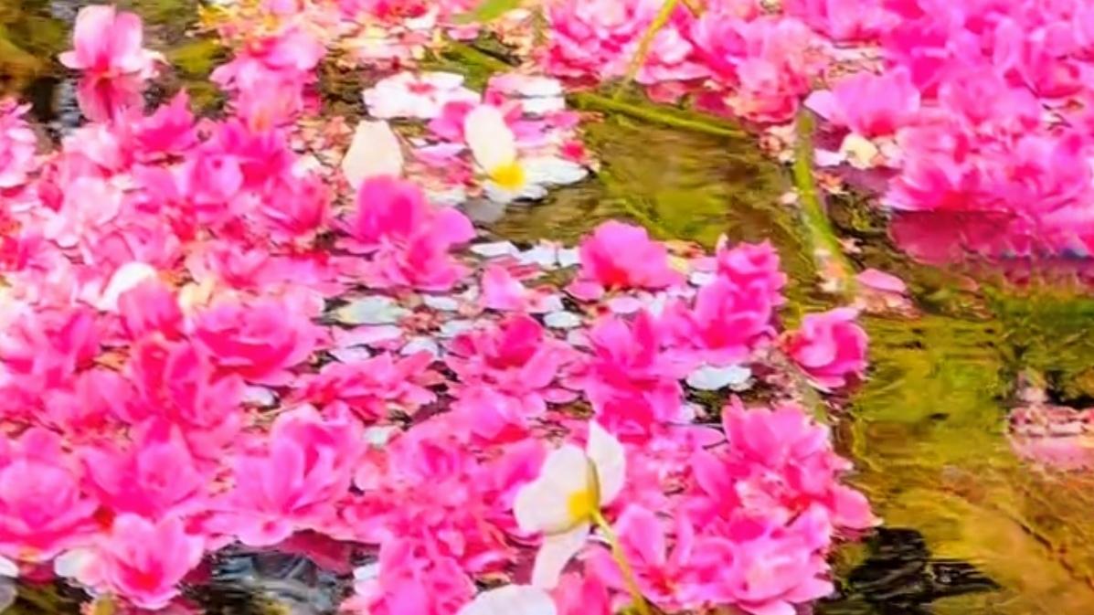 🔥开春必去！昆明的春天，浪漫到不讲道理。别再等了，开春就该冲一趟昆明！春风一吹