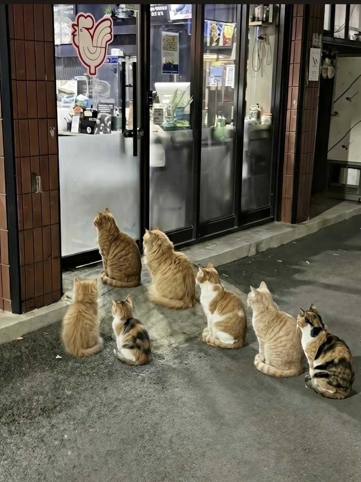 深夜的炸鸡店门口，七只猫挤成一小排，盯着玻璃上的红公鸡，像在等什么宝贝。大橘