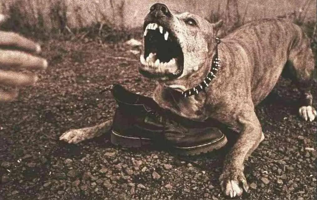 有人问，中日阵仗搞得这么大，大漂亮为啥一直不吭声？全在养狗的逻辑里！养狗是用