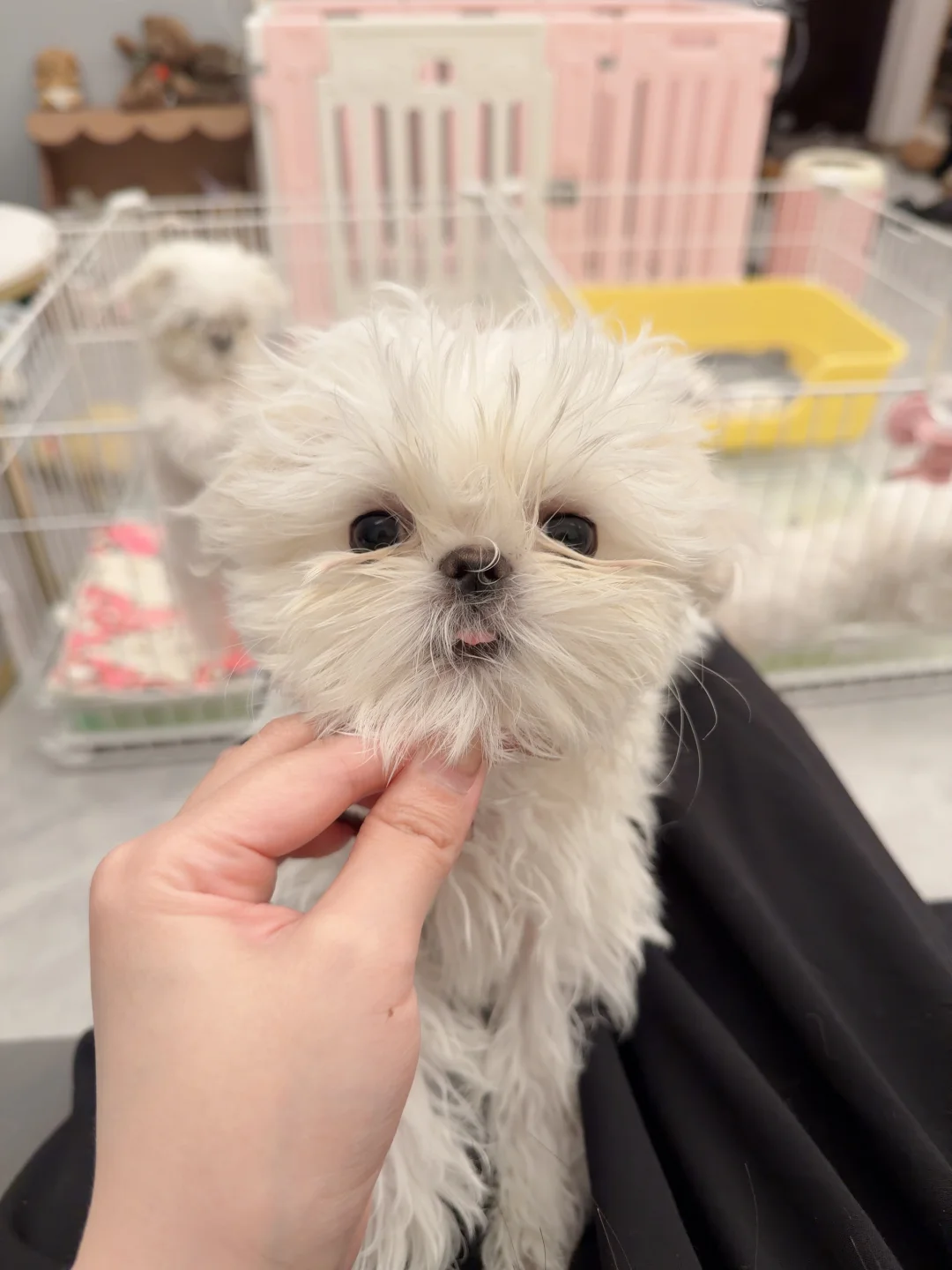 马尔济斯弟弟｜谁家的脏脏小狗啊快来领走