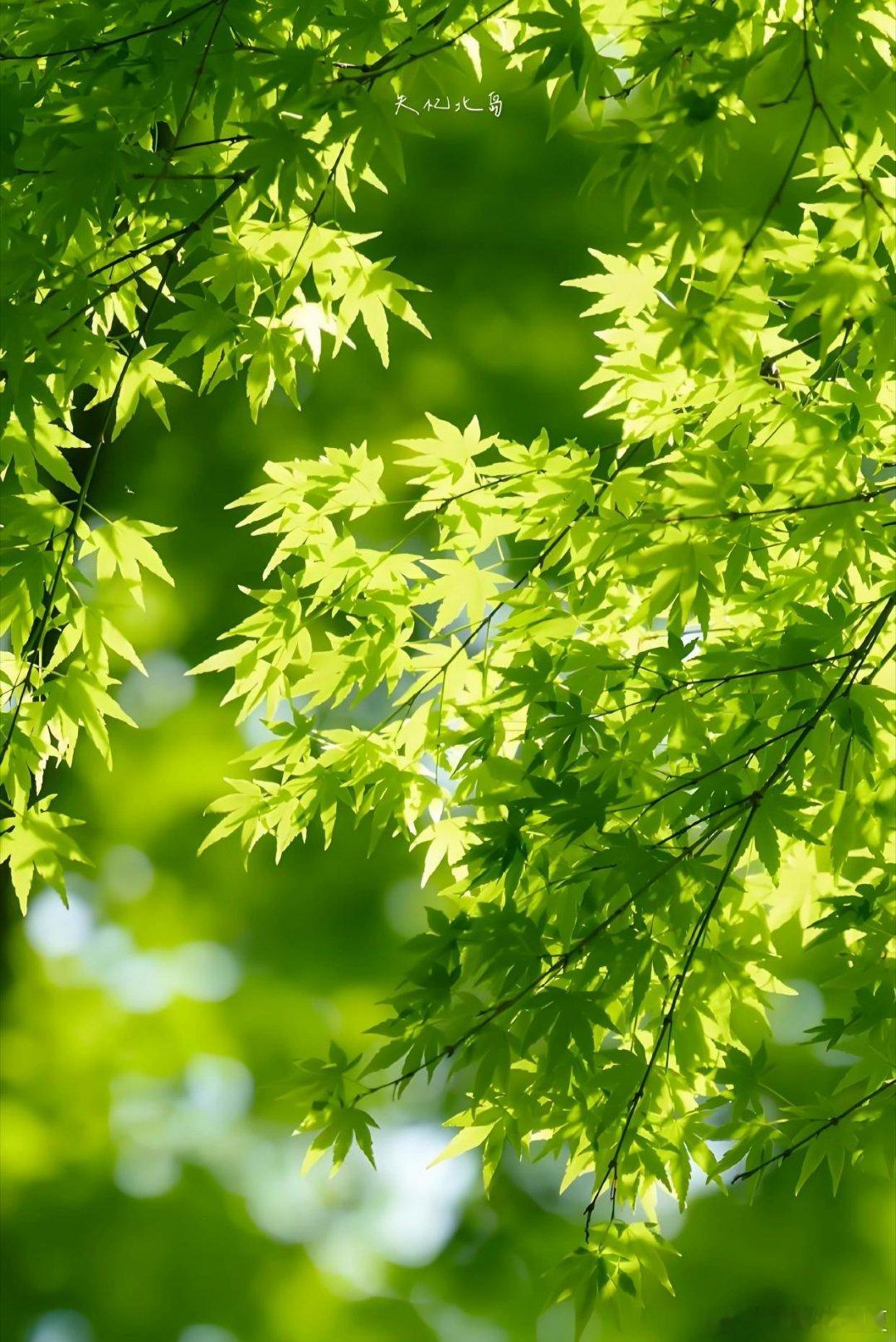门外无人问落花，绿阴冉冉遍天涯～​​​