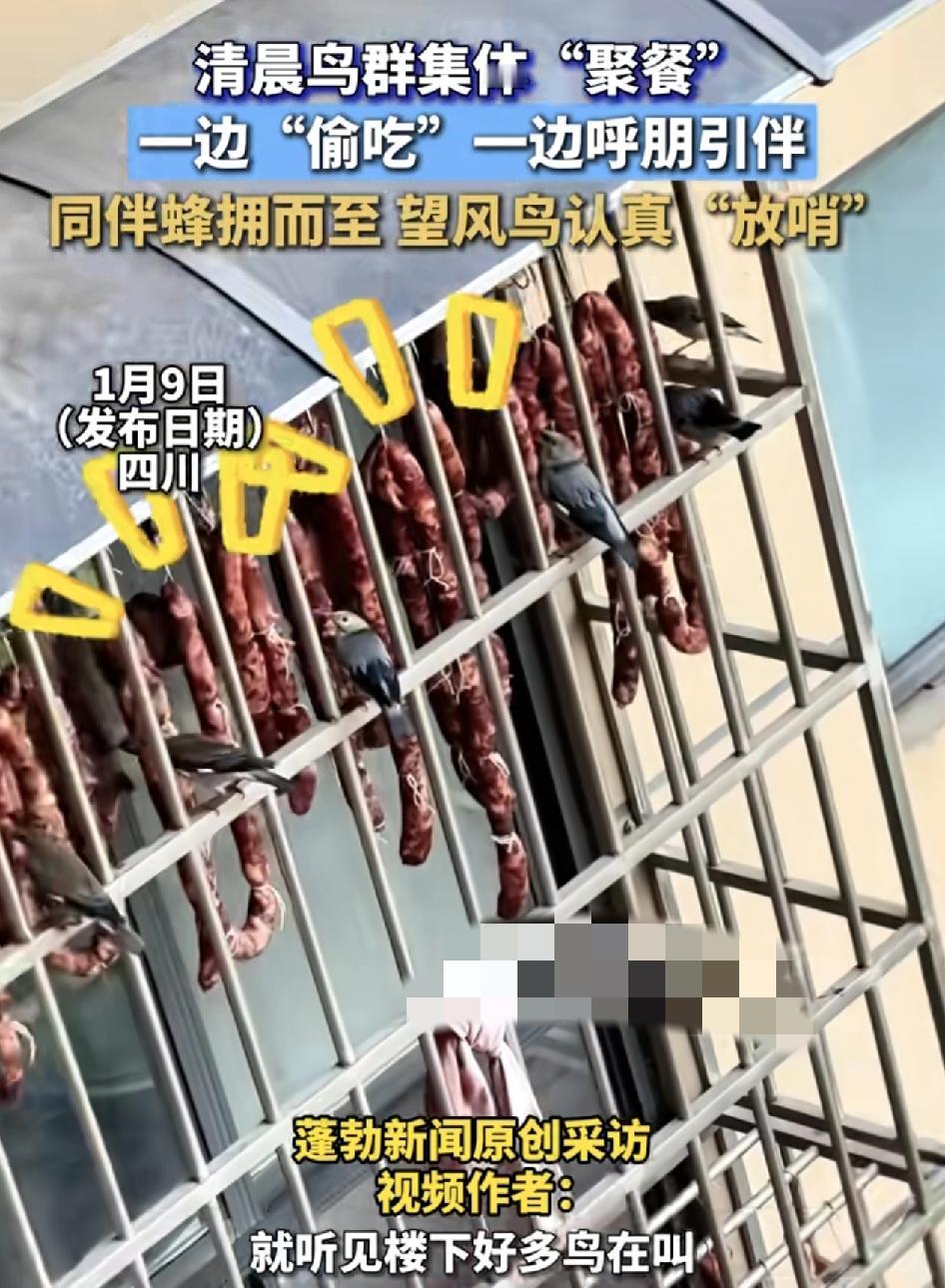 四川一男子分享视频称，一大早在楼下听到一群鸟叫，本以为是鸟在出窝，或者是有什么其