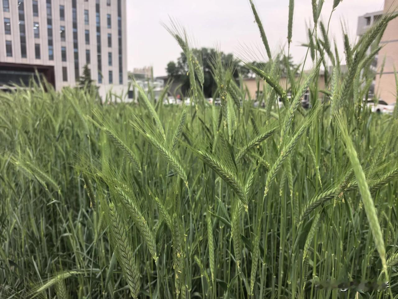 有人问海水稻的米，在哪可以买到呢？我想说，海鸭蛋是真的，但海水稻不是真的。在