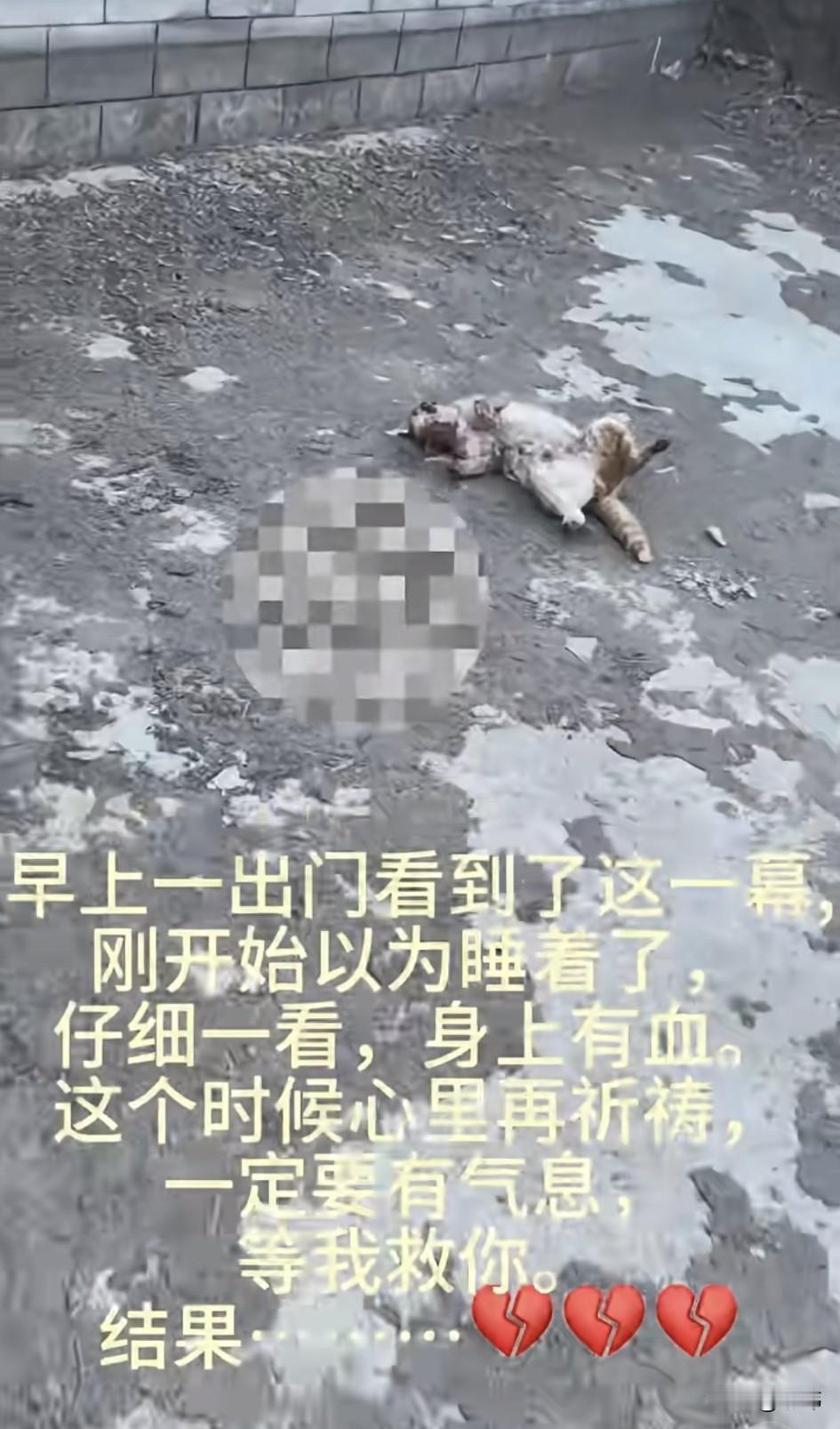 太可怜了！一位小哥哥经常投喂一只流浪猫，小猫很乖，小哥哥很喜欢它，小猫也很依赖小