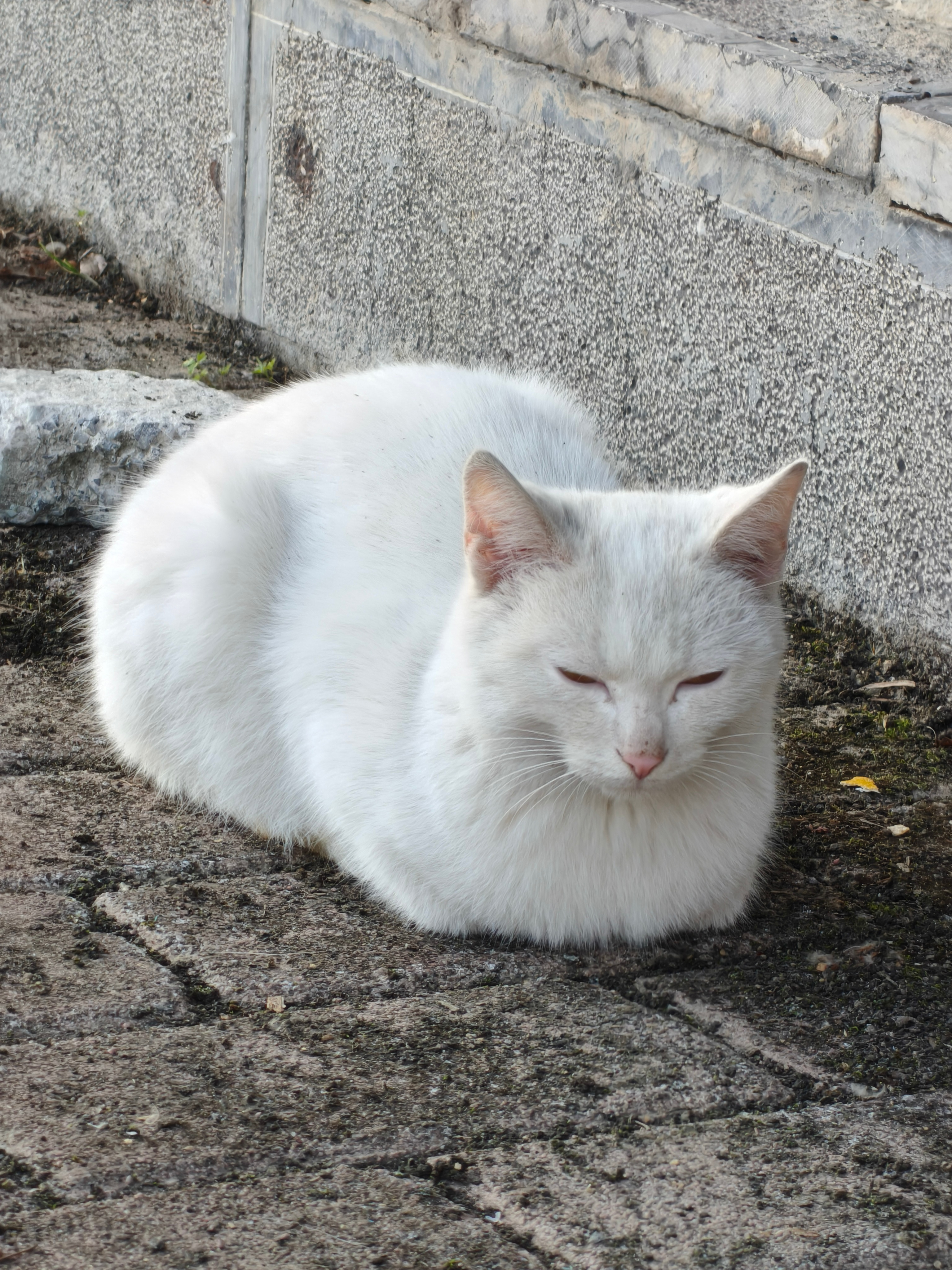揣手手的小猫咪