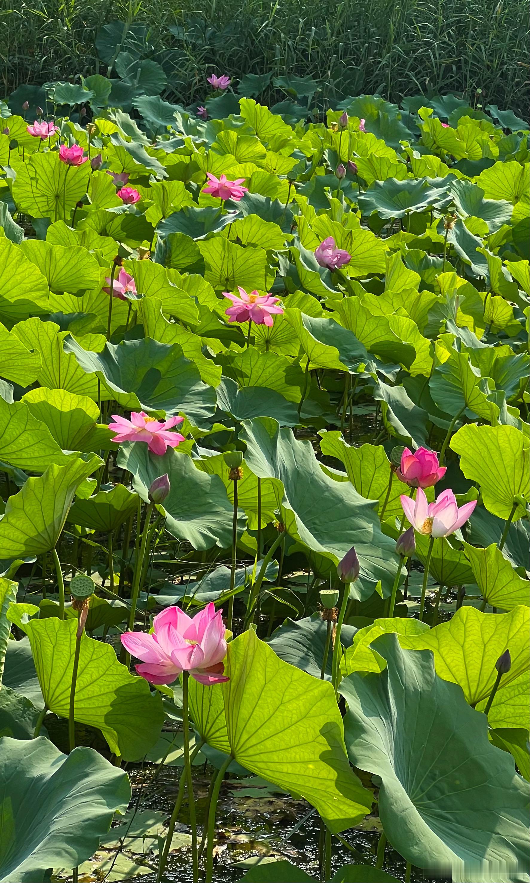 北京奥林匹克森林公园荷花飘香摄影​​​
