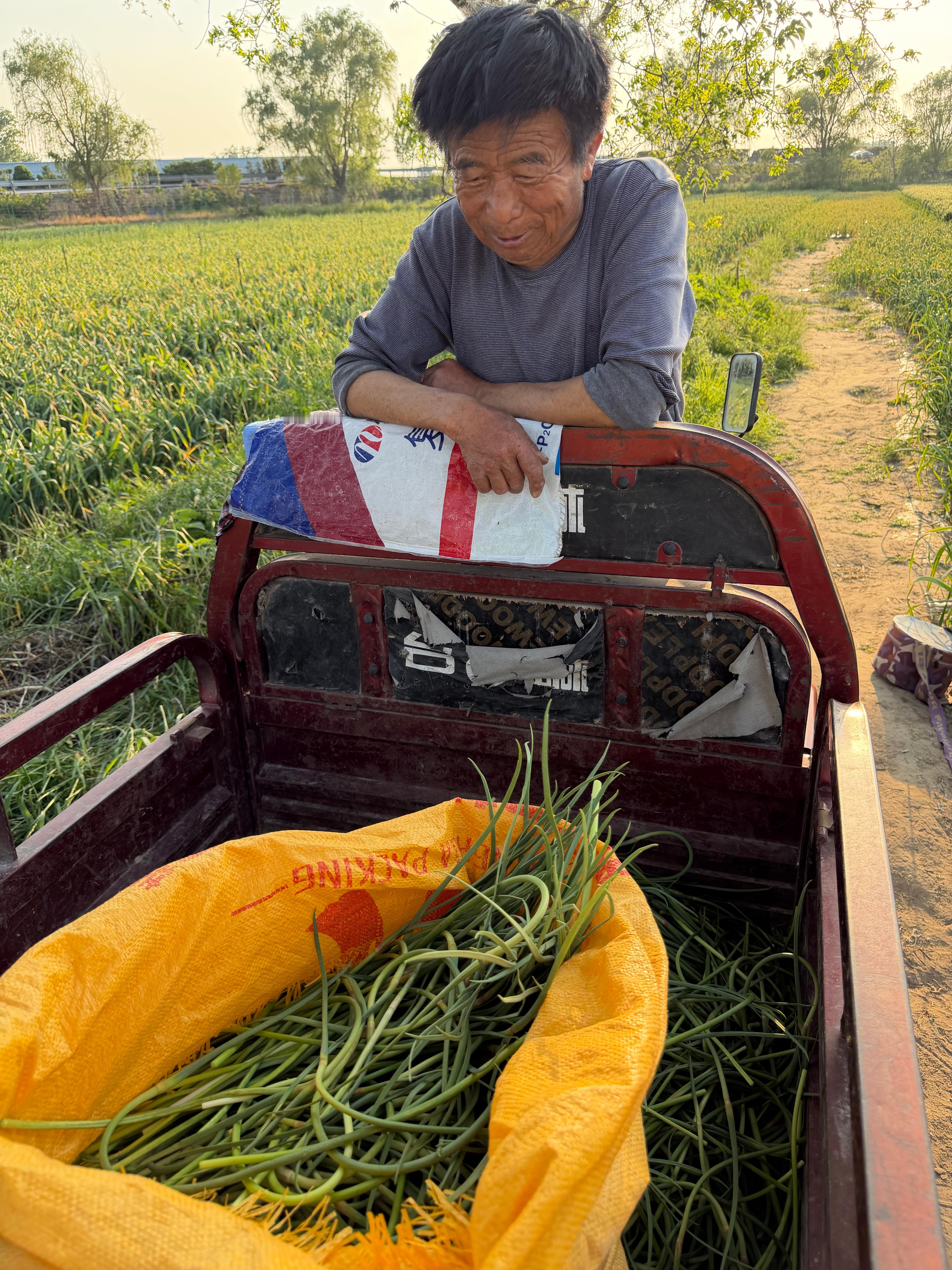 蒜苔不要钱，给粉丝发快递，顺丰生鲜快递（运费比较贵），河南红帽笨蒜苔，个头虽然短