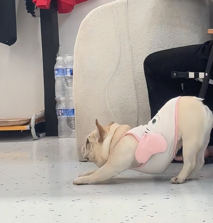 狗狗也是练上瑜伽了