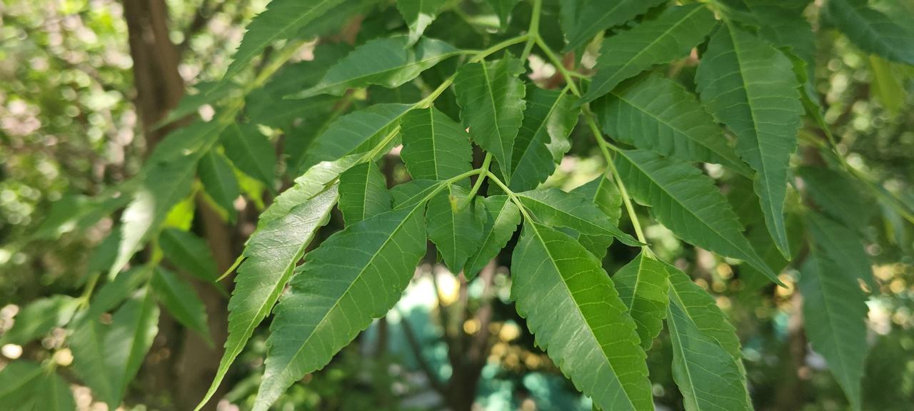 苦楝树，也常被称为楝树、紫花树，是楝科楝属的落叶乔木。🌿识别特征花朵