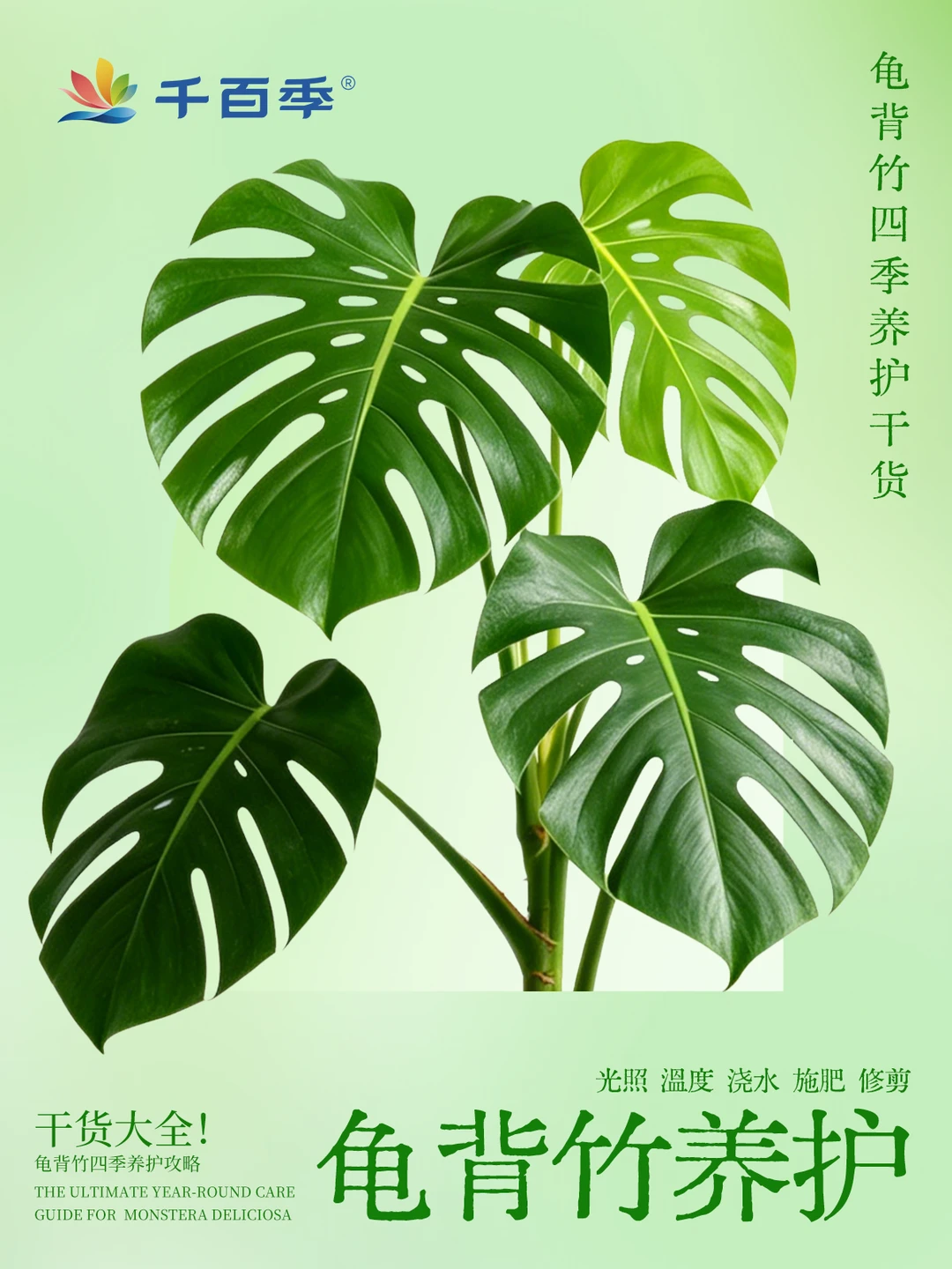龟背竹全年养护完整版｜一套养出大开背✨