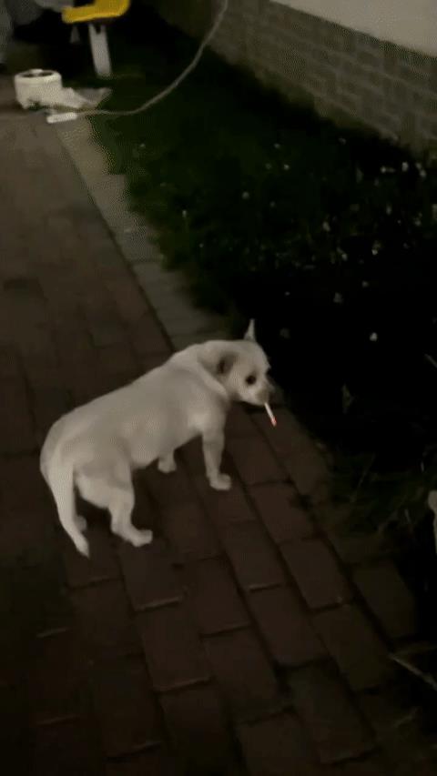 狗子都借烟消愁了