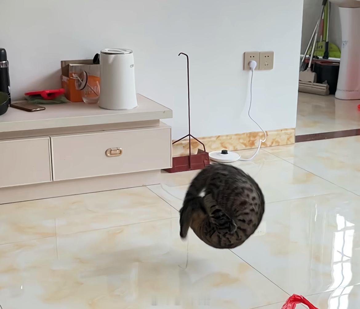 我家猫真会后空翻，不信你看：​​​
