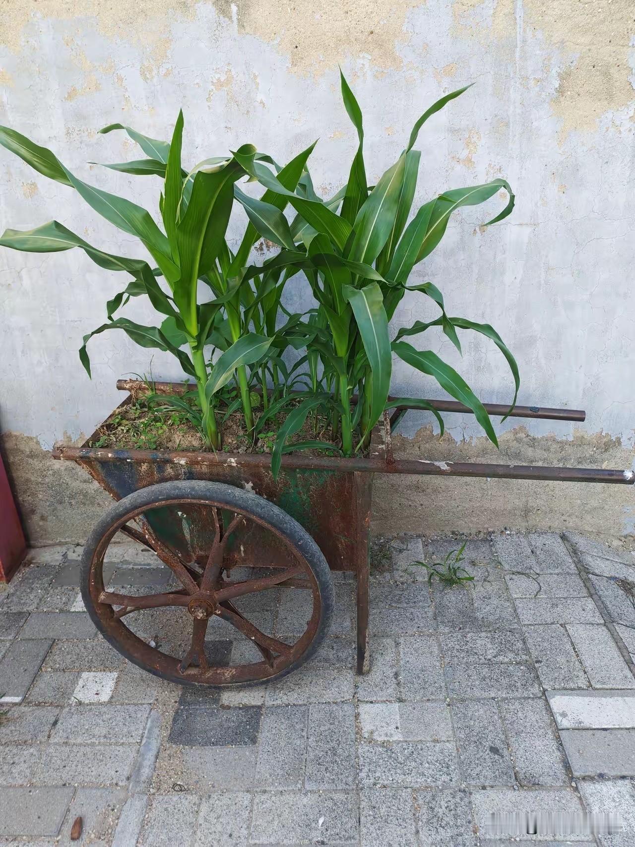 你见过最奇葩的种植，是种在哪里的？