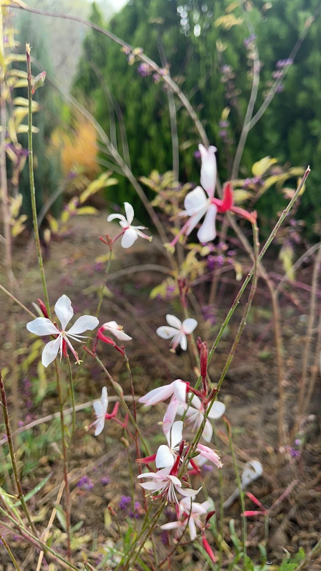 早晨刷视频，看到一个名人叫王思聪的在谈一个事件，以为他是谈他爹最近和一个超市的官