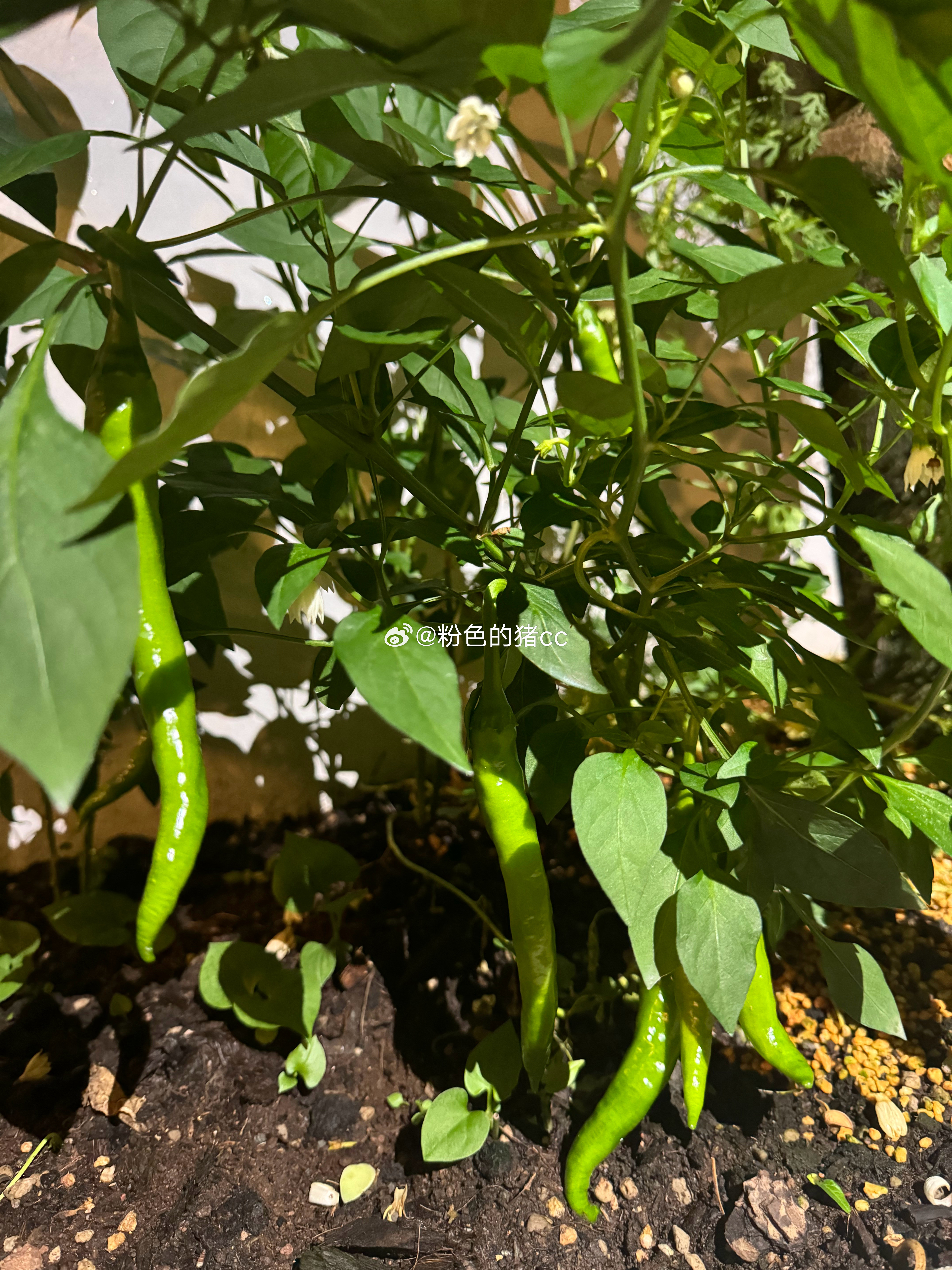 🌶️