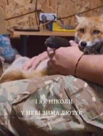 俄乌前线，一名俄军士兵展示了他收养的一只狐狸，这只狐狸看个头应该是养了很久了，因