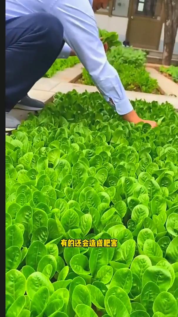 有机肥如何正确使用？有机肥虽然是个好东西，但是有很多农民朋友们使用不当效果并不