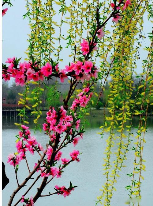 出句：清风杨柳桃花艳；对句：细雨梧桐燕子闲‌。联意解析：[墨镜]‌这是