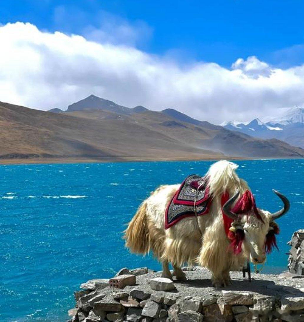 拼多多为何西藏买垃圾袋也能包邮之前在林芝巴松措，买包垃圾袋都得心疼运费比货贵，觉