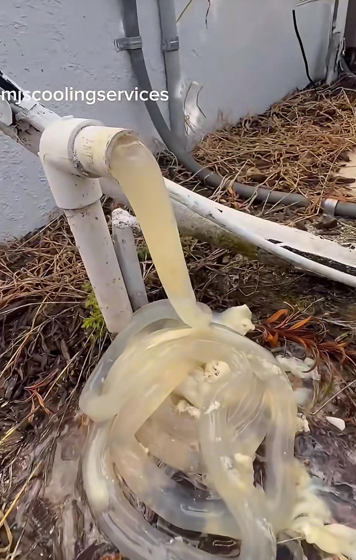 佛罗里达州男子展示自己家的空调排水口，如果不定期清理的话就会变成这样，水管吐出来