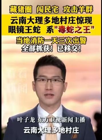 近日，云南大理多地村庄接连出现不速之客，剧毒眼镜王蛇闯入村民生活区，惹得人心惶惶