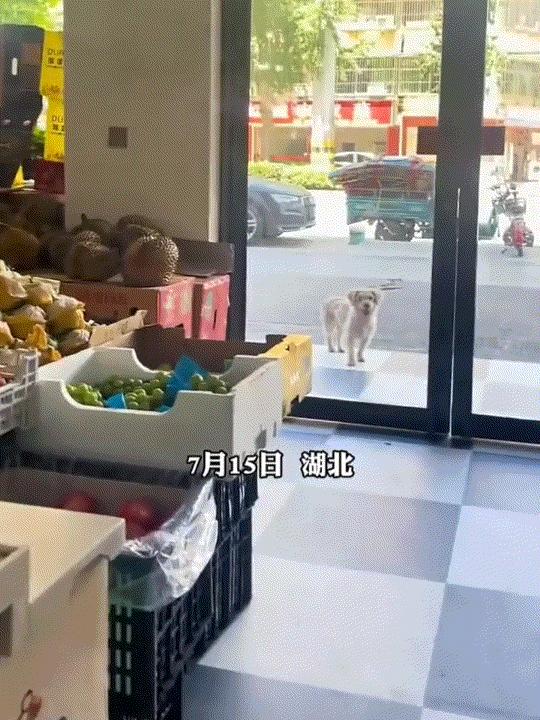 湖北黄冈武穴，一家水果店门口来了一只流浪狗，连日高温天气，狗子趴在店门口吐舌避暑