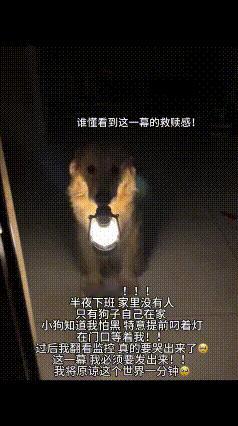 “破防了！”女子半夜下班回家，打开门，发现狗狗叼着灯在门口等她！网友：“谁懂啊！