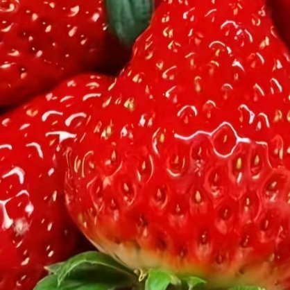 草莓种植种植1. 栽种时间大部分地区最佳种植时间：10–12月新手推荐品种：