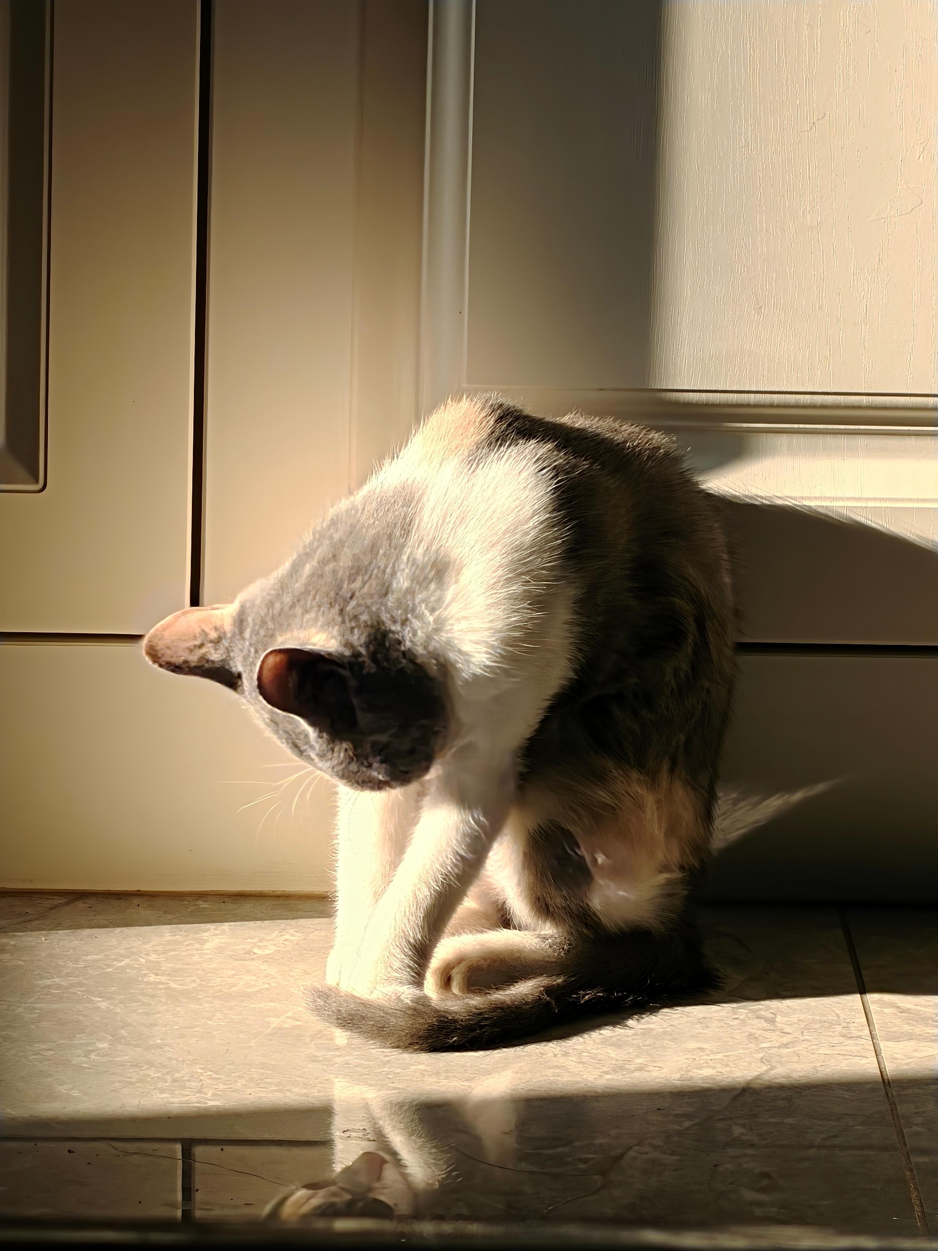 以后不喊你蠢猫了，起码跑出去两天知道外面环境不好能够自己回来，比下面那只聪明太