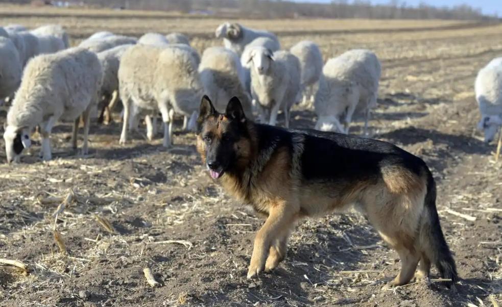 为什么狼群宁愿饿肚子，也不碰牧羊犬护着的羊？根本不是打不过，而是因为一条铁律：在