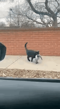 黑猫抓鸽记忙活半天抓的鸽子，被一声喇叭吓飞！黑猫怒挠车玻璃讨说法😂