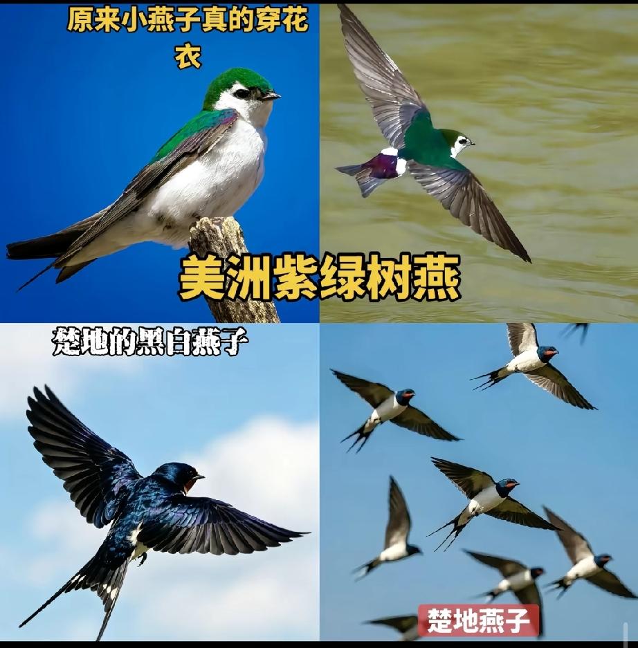 原来真有穿花衣的燕子。小时候就很奇怪，小燕子明明是黑白的，儿歌为什么唱：