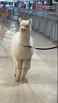 以防你没看过羊驼劈腿宠物卖萌中心​​​