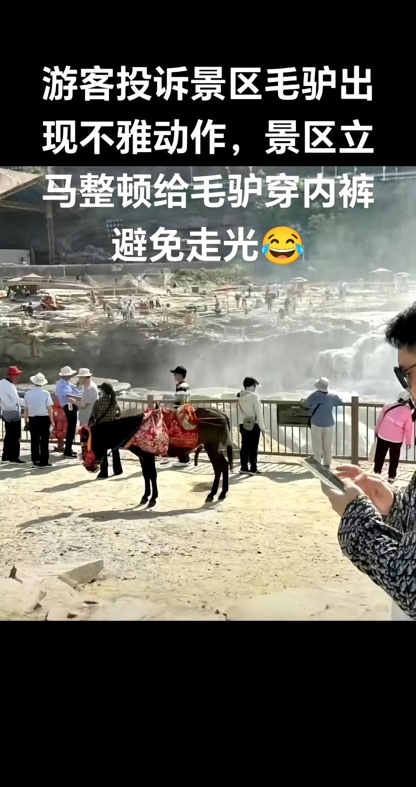 中国内裤毛驴VS法国内裤毛驴。有网友发帖称，黄河壶口景区一头毛驴，因