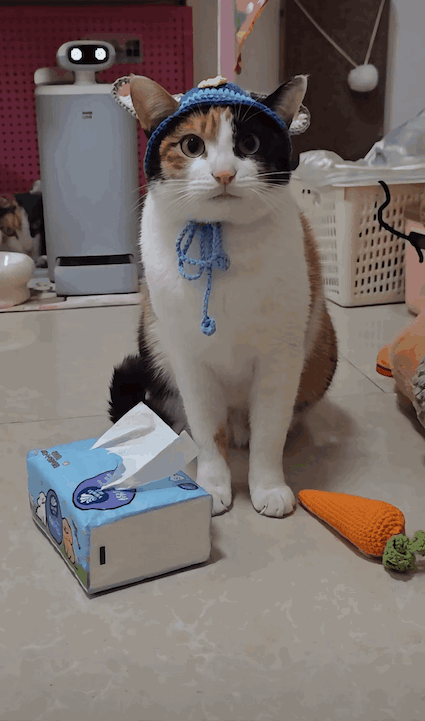 全网疯传！成都一只“装傻充愣”三花猫，如何用迷茫小眼神撬动30亿流量？背后真相扎