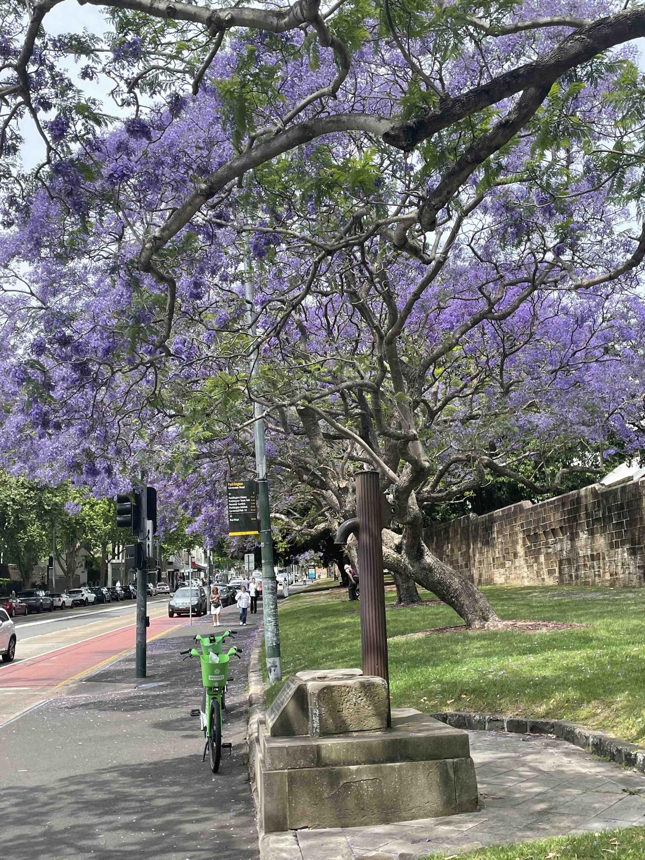 在澳大利亚悉尼大，明显的感觉到劳动力价格更高、更值钱。比如说理发，男人理发上海