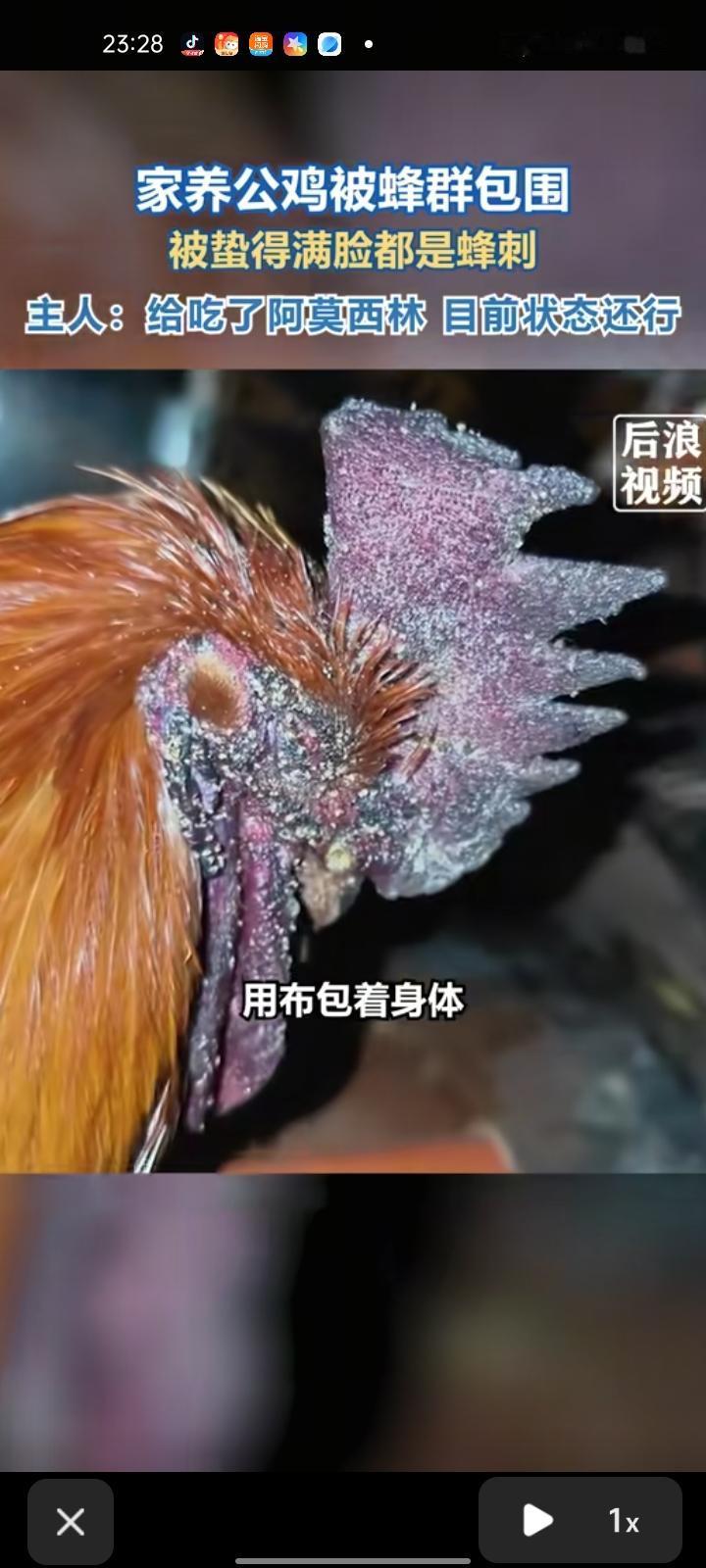 3月10日，贵州毕节。网友晒视频称，自家养的公鸡被几万只蜜蜂包围，被蛰的满脸都是