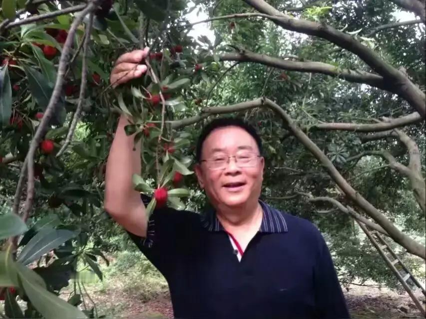 事件核心（2026年5月，福建漳州龙海）-媒体曝光：当地部分杨梅收购点，
