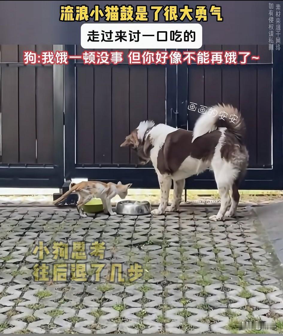 泪目了！一只流浪小猫很小的时候就开始流浪，而因为个子小根本找不到什么食物，所以它