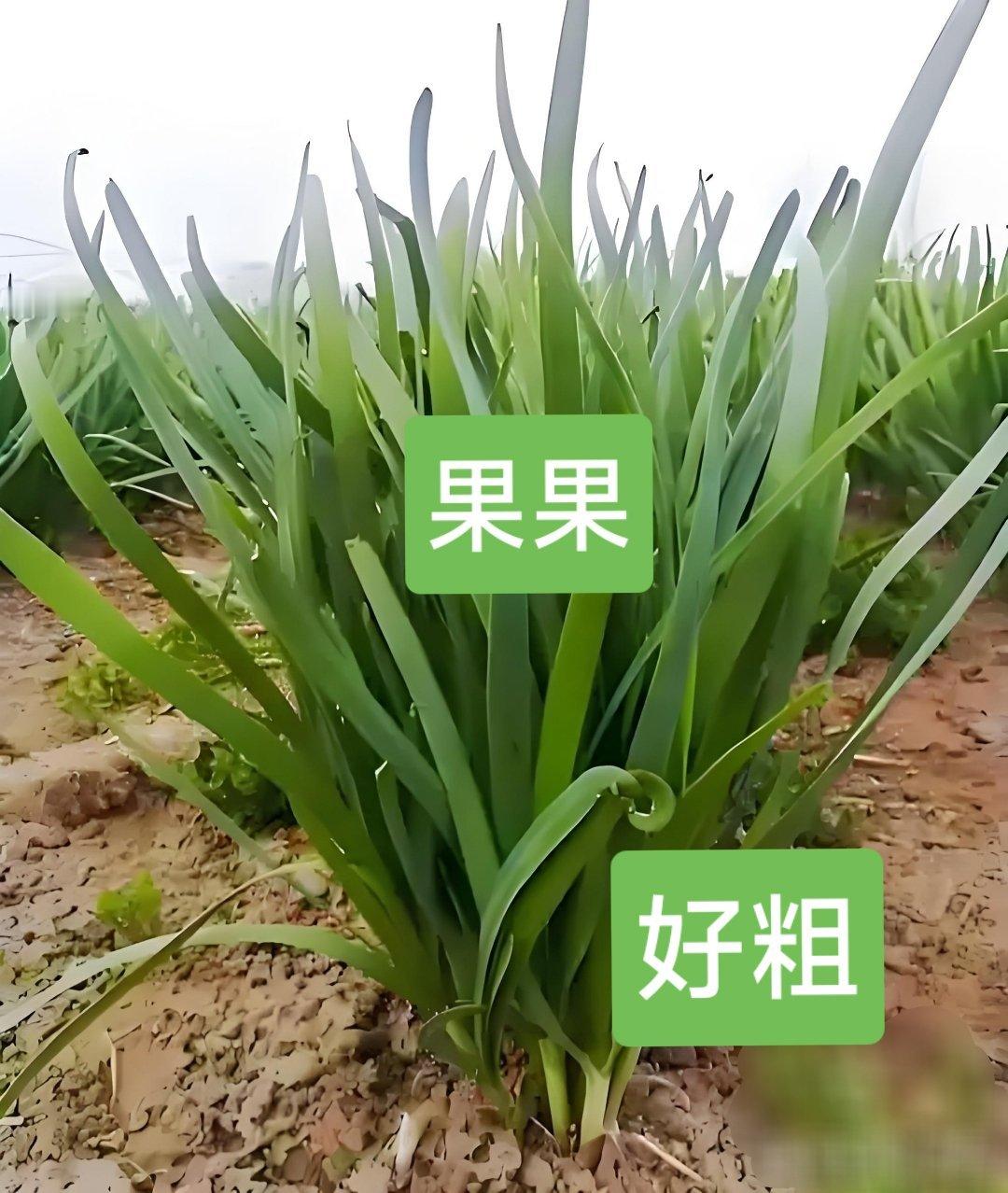今天比较满意的P图。[笑着哭][笑着哭]​​​