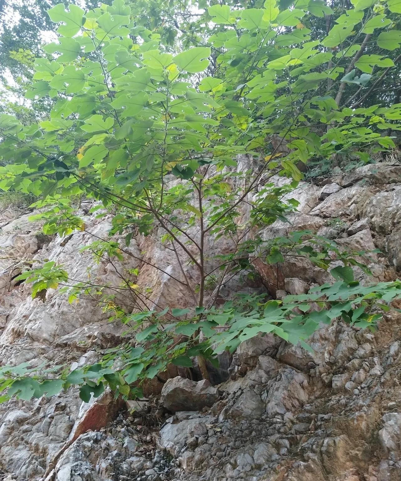 初高中的孩子，语文成绩好不好，跟小时候抚养人，关系很大。如果抚养人重视阅读，看