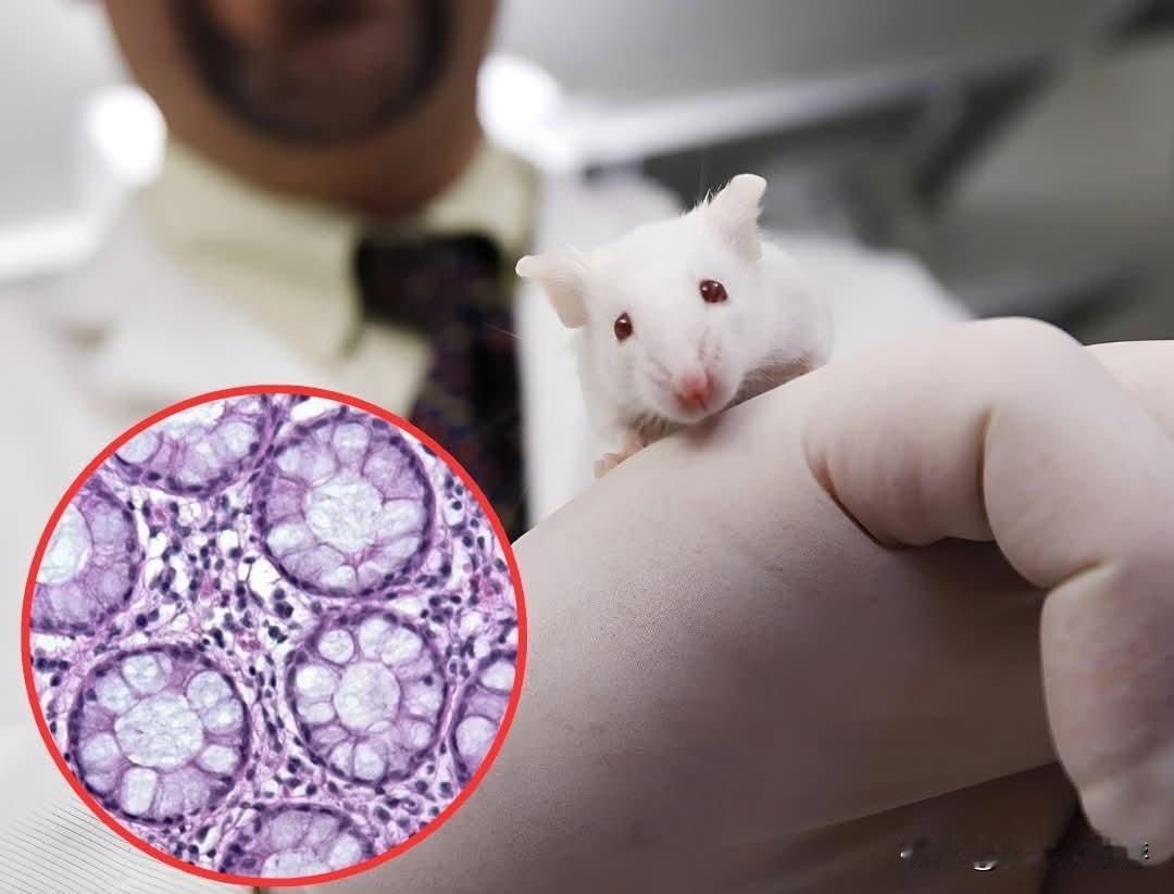 美国加州大学洛杉矶分校（UCLA）一项突破性研究发现：衰老的肌肉并非在衰退，而是