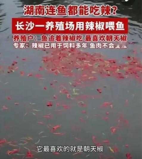 “活久见！”近日，在湖南长沙的一个鱼塘边，每天都能看到特别的喂食场景：养殖户正将