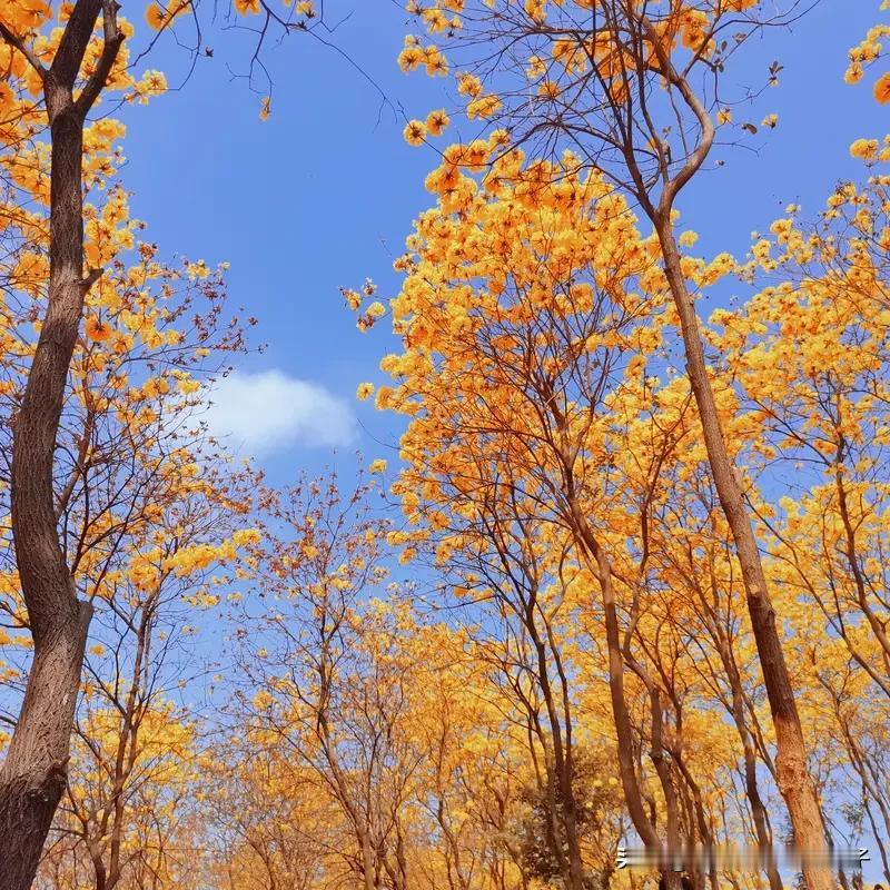 看到“飞花一梦红尘落”这个上联，感觉特别有意境。“飞花”营造出唯美又稍带缥缈的氛